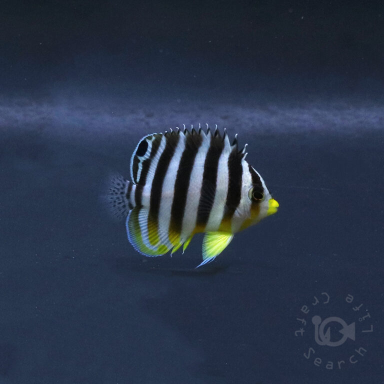Multiband-Angelfish_KB_260404