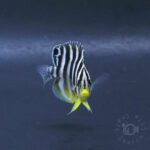 Multiband-Angelfish_KB_260404
