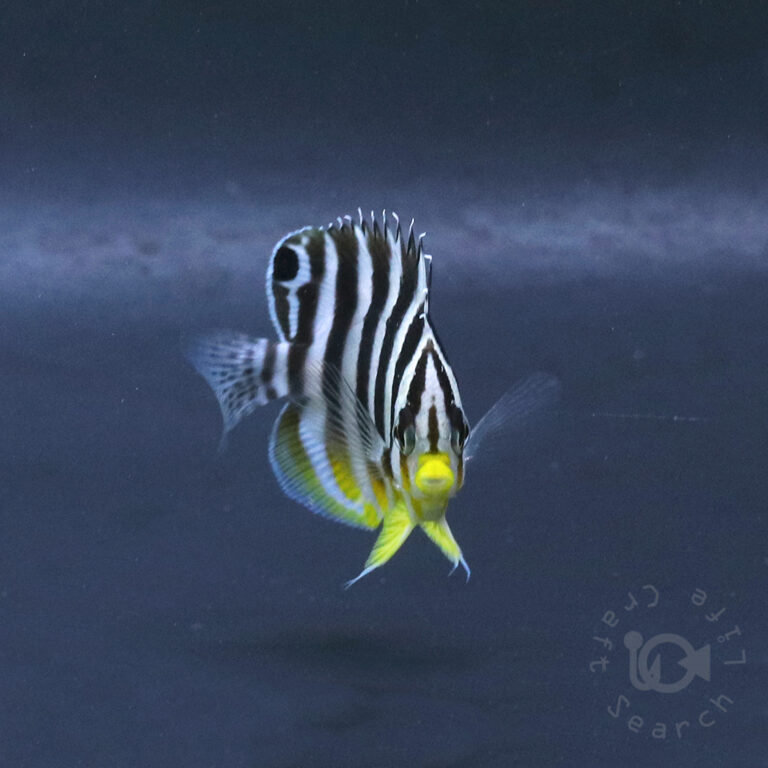 Multiband-Angelfish_KB_260404