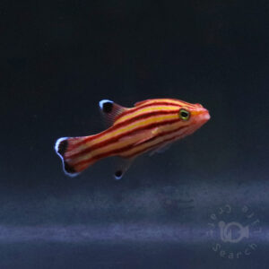 Swissguard-Basslet_260406