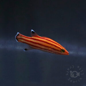 Swissguard-Basslet_260416