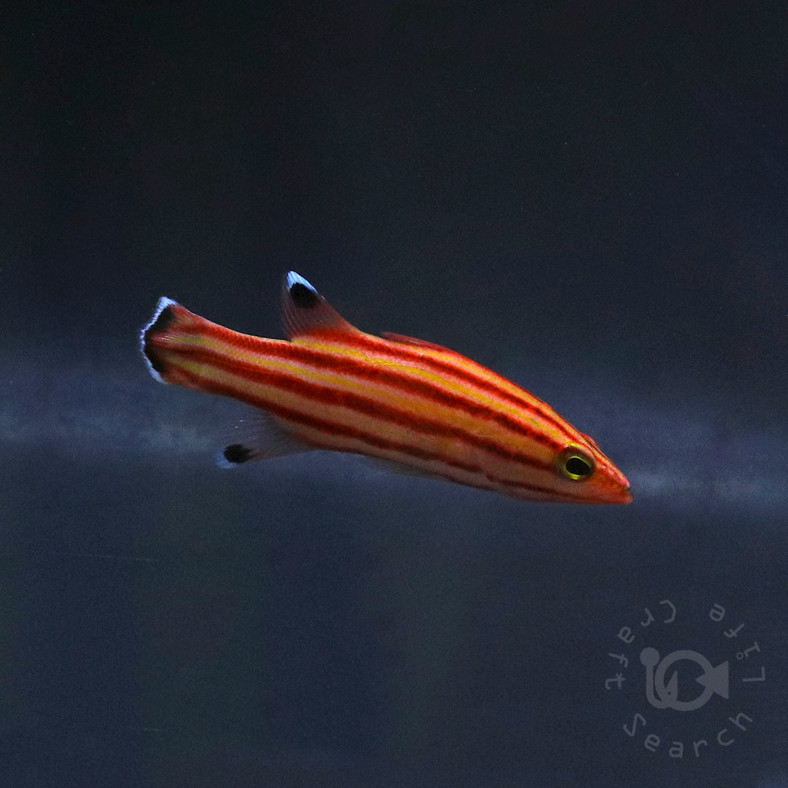 スイスガードバスレット