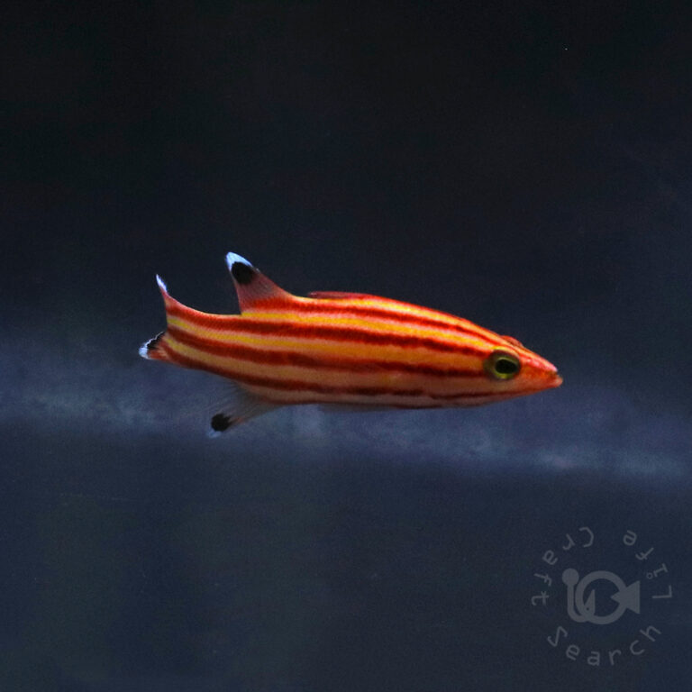 Swissguard-Basslet_260416