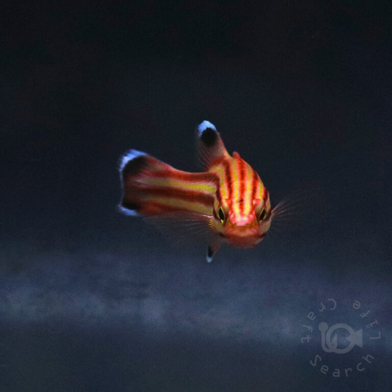 Swissguard-Basslet_260416