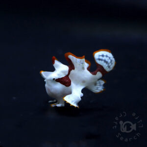 Warty-Frogfish_260303