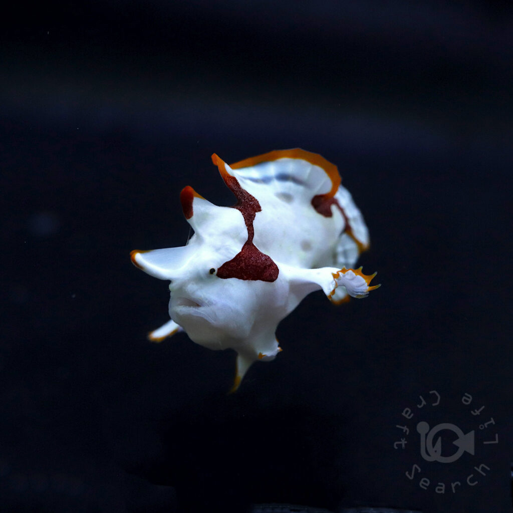 クマドリカエルアンコウ ホワイト